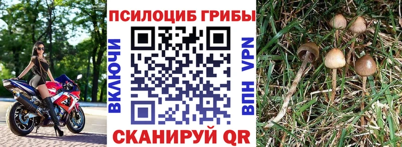 Галлюциногенные грибы Psilocybe  даркнет официальный сайт  Ковдор  где продают  